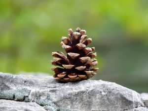 pine-cones-357834_960_720